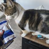 Foto del gato perdido en La Seyne Sur Mer