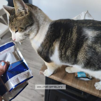 Foto 1/1 Joé Chat perdido en La seyne sur mer