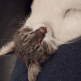 Foto del gato perdido en Aschbach