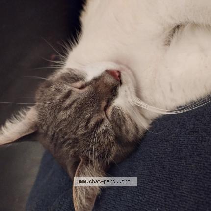 Foto 1/1 Chatoune Chat perdido en Aschbach