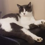 Foto del gato perdido en Beauvais