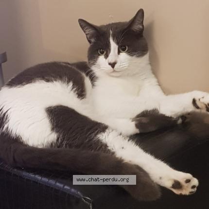 Foto 1/1 FILOU Chat perdido en Beauvais