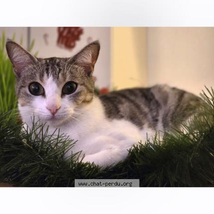 Foto 1/1 NALA Chat perdido en Lespignan