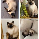 Foto del gato perdido en Caumont Sur Durance