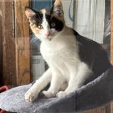 Foto del gato perdido en Servant