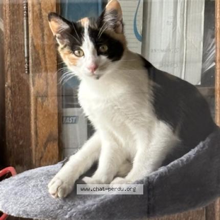 Foto 1/1 Câline Chat perdido en Servant