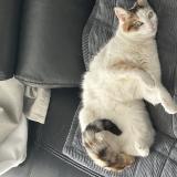 Foto del gato perdido en Sartrouville