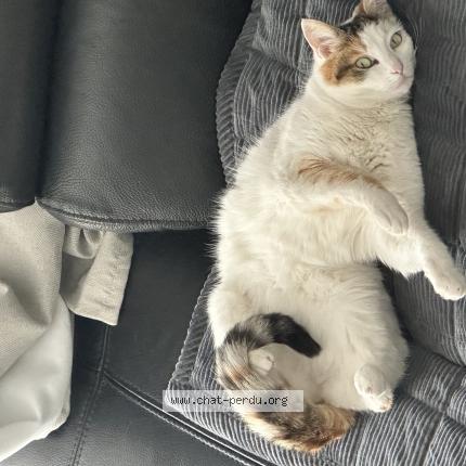 Foto 1/1 Sakura Chat perdido en Sartrouville