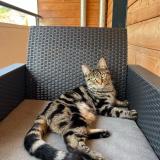 Foto del gato perdido en Rouen