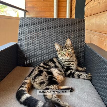 Foto 1/1 Milou Chat perdido en Rouen