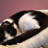 Foto del gato perdido en Evry Courcouronnes