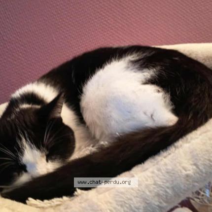 Foto 1/1 Lucky Chat perdido en Evry courcouronnes