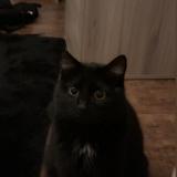 Foto del gato perdido en Sorneville