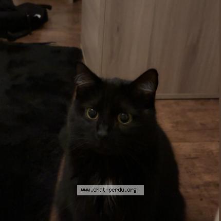 Foto 1/1 saphir Chat perdido en Sorneville