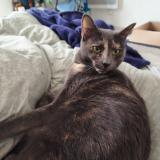 Foto del gato perdido en Bagneux