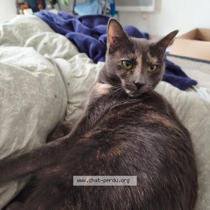 Foto 1/1 Céleste Chat perdido en Bagneux