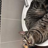 Foto del gato perdido en Saint Remy