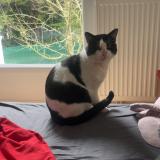 Foto del gato perdido en Saint Aignan De Grand Lieu