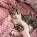 Foto del gato perdido en Puerto De Mazarron