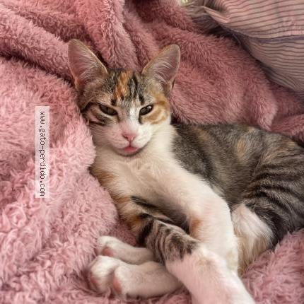 Foto 1/1 Gigi Chat perdido en Puerto de mazarron