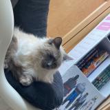 Foto del gato perdido en La Montagne