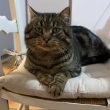 Foto del gato perdido en Saint Sever De Saintonge