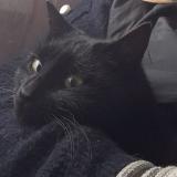 Foto del gato perdido en Saint Jean De Boiseau