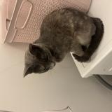 Foto de gato encontrado en Bagnolet