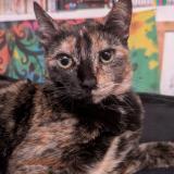 Foto del gato perdido en La Roche Sur Yon