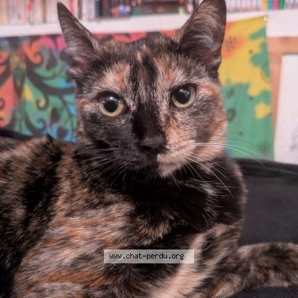 Foto 1/1 Mimine Chat perdido en La roche sur yon