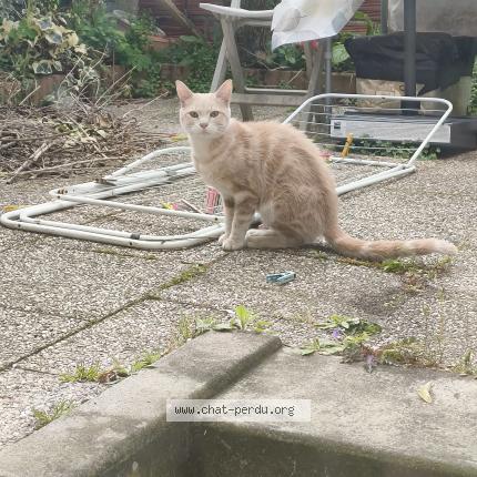 Foto 1/1 Gato encontrado Encontrado en Livry gargan