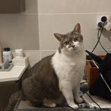 Foto del gato perdido en Nancy