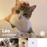 Foto del gato perdido en Clohars Carnoet