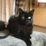 Foto del gato perdido en Mazamet