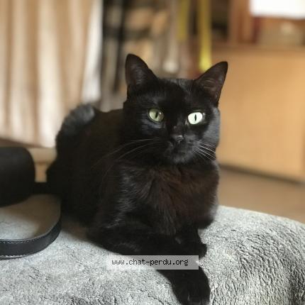 Foto 1/1 Nini Chat perdido en Mazamet