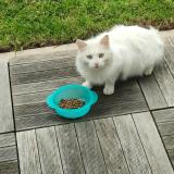 Foto de gato encontrado en Saint Renan