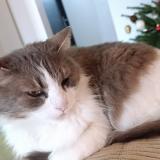 Foto del gato perdido en Floirac