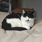 Foto del gato perdido en Creon