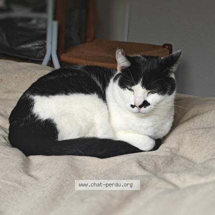 Foto 1/1 Annick Brunet Chat perdido en Creon