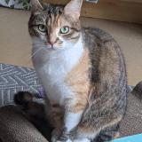 Foto del gato perdido en Setques