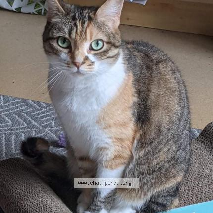 Foto 1/1 Mimi Chat perdido en Setques