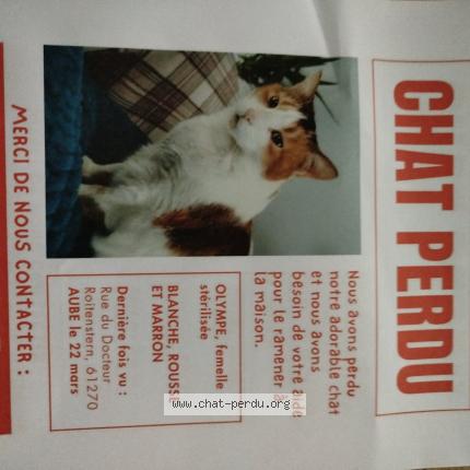 Foto 1/1 Olympe Chat perdido en Aube