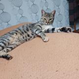 Foto del gato perdido en Lille