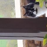 Foto de gato encontrado en Cluny