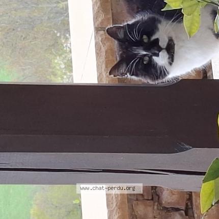 Foto 1/1 Gato encontrado Encontrado en Cluny