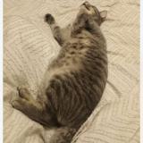 Foto del gato perdido en Laval