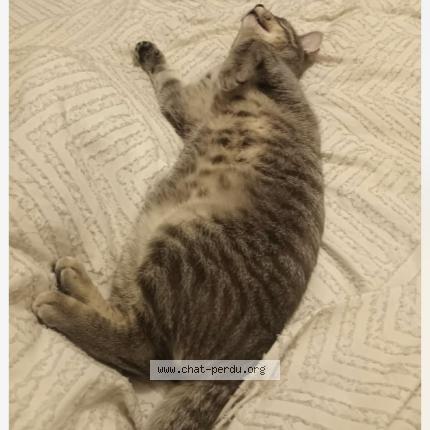 Foto 1/1 Pipou Chat perdido en Laval