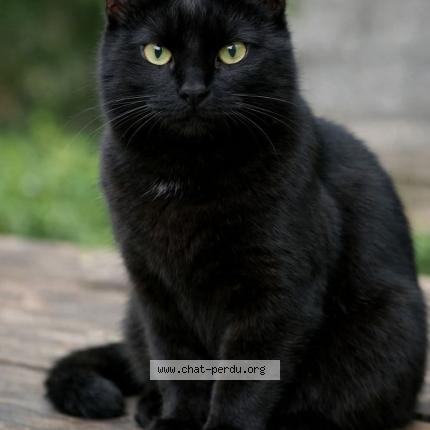 Foto 1/1 Mohcine Hadfi Chat perdido en Castelnau le lez