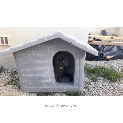 Foto 1/5 Micka Chat perdido en Biver