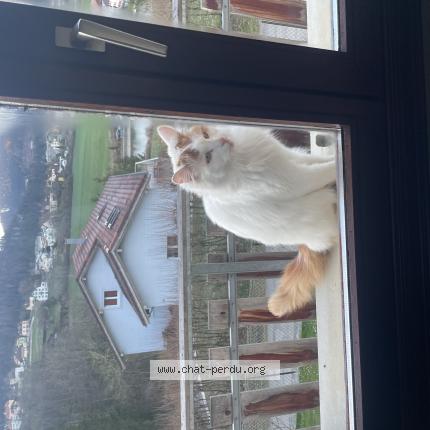 Foto 1/1 Ulysse Chat perdido en Villers le lac